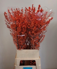 Ilex Verticillata Winter Gold 110cm