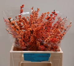 Ilex Verticillata Winter Gold 40cm