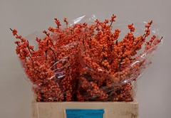 Ilex Verticillata Winter Gold 60cm