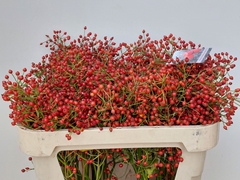 Rosa Autumn Splendor 70cm