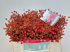 Rosa Autumn Splendor 35cm