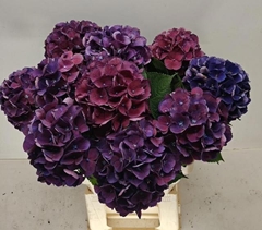 Hydrangea Royal King 60cm 14-16cm Hd