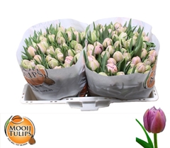 Tulip Double Katinka 35cm 33gr.