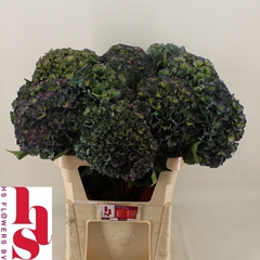 Hydrangea Royal Parade Classic 80cm 22-24cm Hd