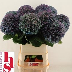 Hydrangea Pimpernel Classic 100cm 24-26cm Hd