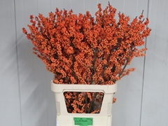 Ilex Verticillata Winter Gold 100cm