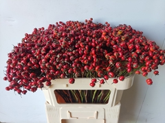 Rosa Red Hooijdonk 70cm
