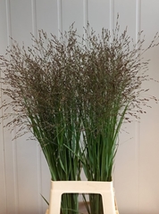 Panicum Heavy Metal 85cm