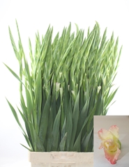 Gladiolus Careless 100cm 200gr.