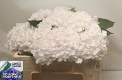 Hydrangea Sweet Verena 50cm 15-17cm Hd