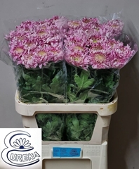 Chrysanth Single Holiday 80cm 85gr.