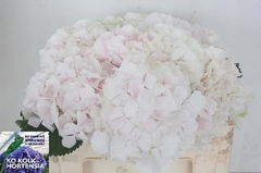 Hydrangea Sweet Verena 40cm 14-16cm Hd
