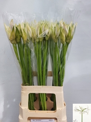 Nerine White Lady 70cm