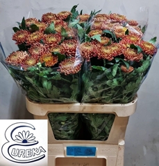 Chrysanth Single Bislet Red 80cm 90gr.