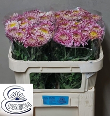Chrysanth Single Holiday 65cm 35gr.