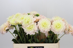 Dahlia Diana's Memory 60cm