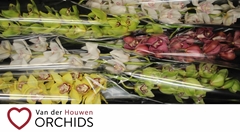 Cymbidium Mix 80cm
