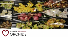 Cymbidium Mix 60cm