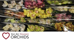 Cymbidium Mix 50cm