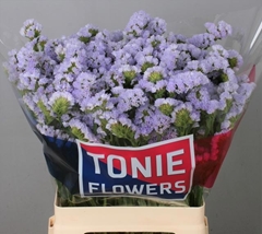 Limonium Sinuatum Donau Birds 65cm 30gr.