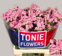 Limonium Sinuatum Pretty Wings 60cm 30gr.