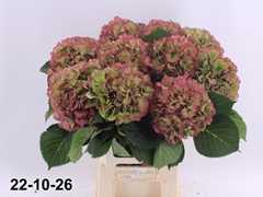 Hydrangea Elbtal Classic 60cm 16-18cm Hd