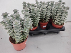 Crassula Giant Form 12Ø 20cm