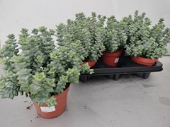 Crassula Perforata 12Ø 20cm