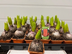 Hyacinthus Gipsy Queen 7Ø 13cm 1pp