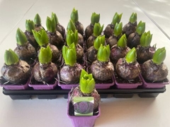Hyacinthus Woodstock 7Ø 13cm 1pp