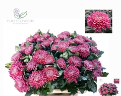 Chrysanth Single Regalmist Purper 75cm 90gr.