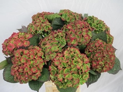 Hydrangea Amathyst Classic 60cm 18-20cm Hd