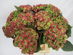 Hydrangea Amathyst Classic 40cm 15-17cm Hd