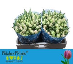 Tulip Double Katinka 35cm 35gr.