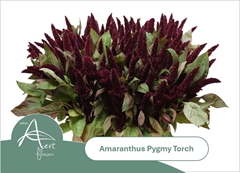 Amaranthus Hypochondriacus Pygmy Torch 50cm