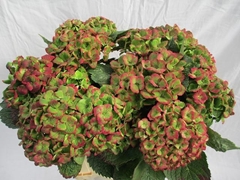 Hydrangea Amathyst Classic 40cm 11-13cm Hd