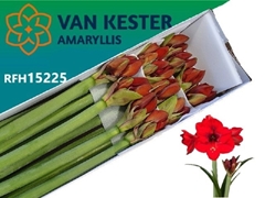 Hippeastrum Tenerife 80cm