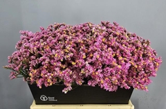 Limonium Sinense Anouchka Diamond 40cm 15gr.