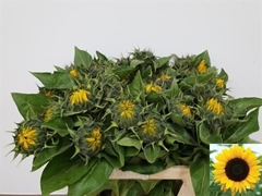 Helianthus Sunrich Orange 80cm 12cm Hd