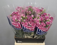Dianthus Dianthini Sweet Watermelon 50cm