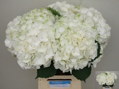 Hydrangea White Verena 60cm 12-14cm Hd