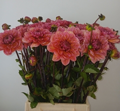Dahlia Salmon Runner 50cm