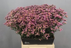 Limonium Sinense Anouchka Diamond 50cm 15gr.