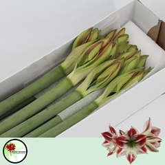 Hippeastrum Ambiance 80cm