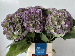 Hydrangea Verena Blue Classic 100cm 21-23cm Hd