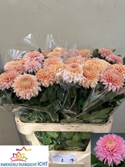 Chrysanth Single Marielle 80cm 110gr.