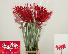 Nerine Desi 90cm