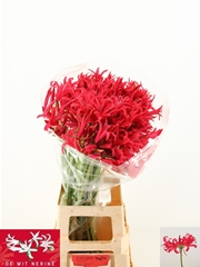 Nerine Desi 80cm