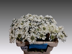 Scabiosa Midsummer Snow 50cm