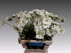 Scabiosa Anika 60cm